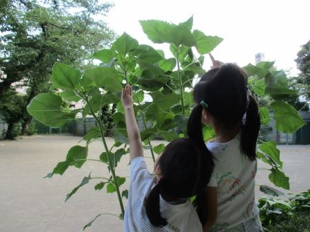 幡ヶ谷第三保育園園児収穫の様子