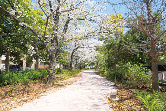 幡ヶ谷緑道（常盤橋〜相生橋）写真01