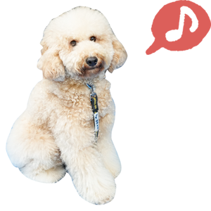 専門学校ビジョナリーアーツの担当犬がおすわりをしている様子