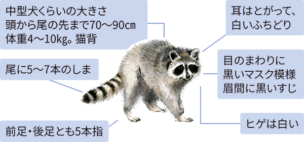 アライグマのイラスト