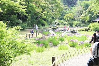 明治神宮御苑に咲くハナショウブと楽しむ人