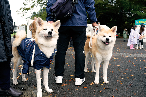 動物ふれあいコーナーに登場した2匹の秋田犬