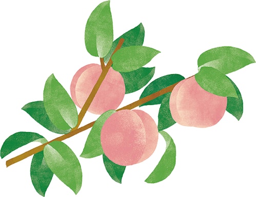 枝に生えた葉っぱと桃の実のイラスト