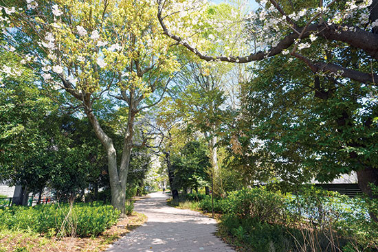幡ヶ谷緑道（常盤橋〜相生橋）写真02