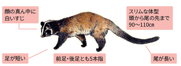 ハクビシンのイラスト