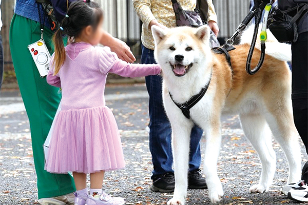 秋田犬とふれあう参加者の様子