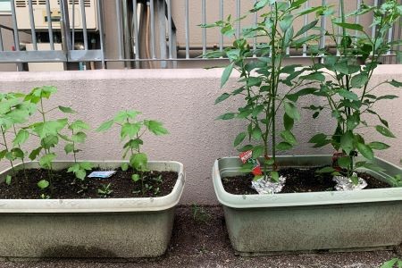 園で育てている植物