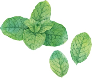 ミントのイラスト
