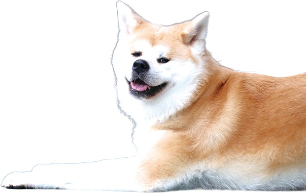 伏せポーズの秋田犬