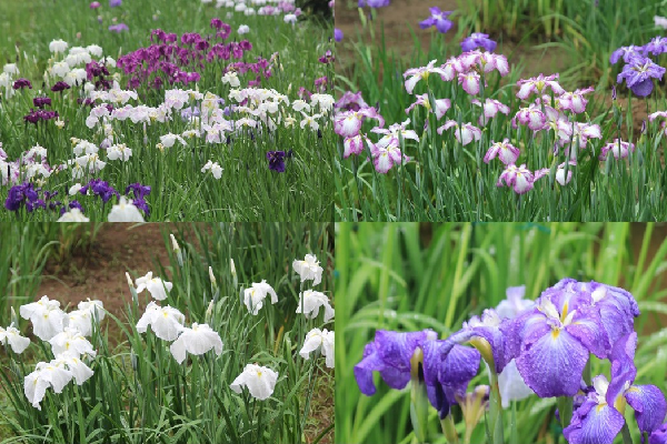 画像：明治神宮御苑で色とりどりに咲き誇るハナショウブの様子と白色のハナショウブの様子と紫色のハナショウブの様子とピンク色のハナショウブの様子の4つの写真が1つになっている