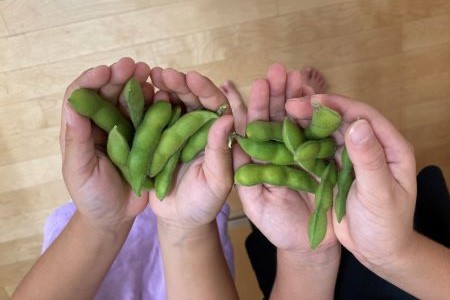 富ヶ谷保育園で収穫した野菜