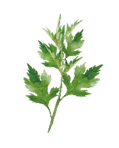 よもぎイラスト