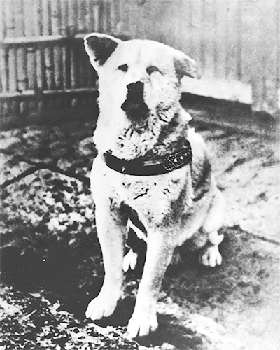 当時のハチ公を撮影した展示写真