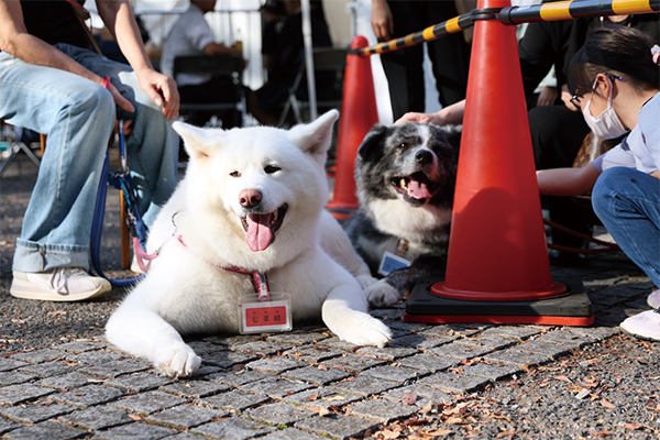 2匹の秋田犬とふれあっている様子