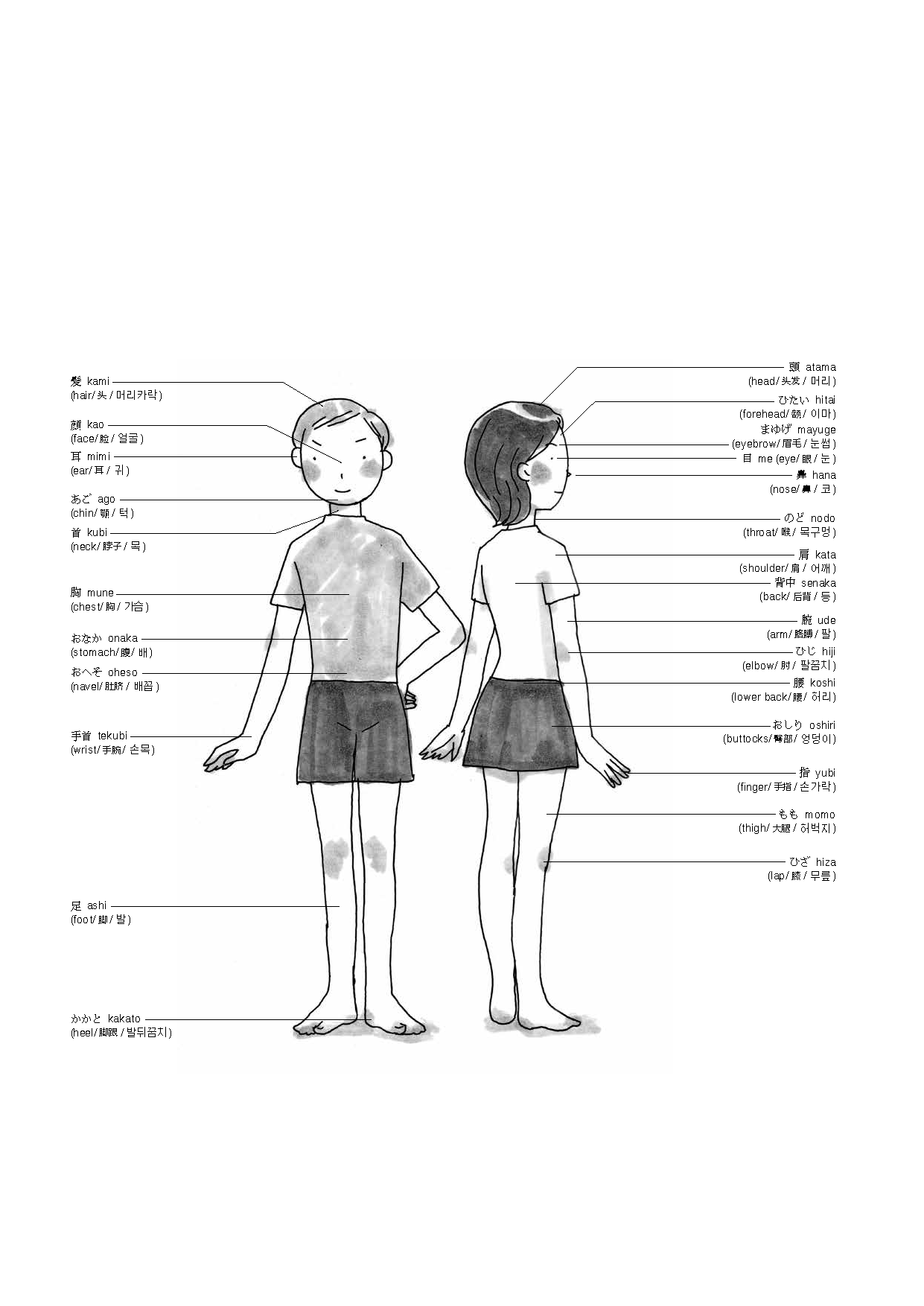 An illustration of Japanese/English representations of body parts