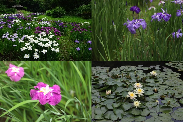 4枚の写真。明治神宮御苑で色とりどりに咲き誇る区の花 ハナショウブの様子の写真 / 紫色のハナショウブの様子の写真 / ピンクのハナショウブの様子の写真 / 南池で咲く白いスイレンの様子の写真