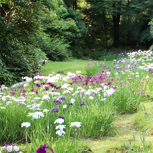 菖蒲の花が咲いている風景