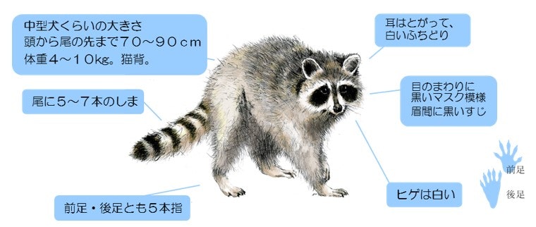 アライグマの特徴