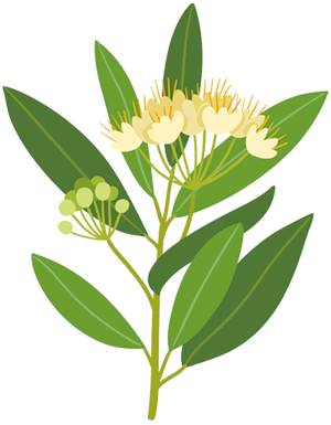レモンマートルのイラスト