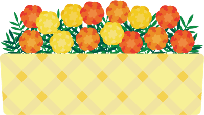 オレンジと黄色のマリーゴールドが花壇で咲いているイラスト