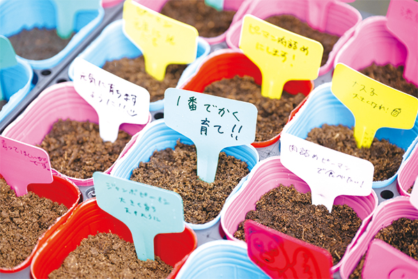 いろいろな野菜が植えられたポットが並んでいる様子