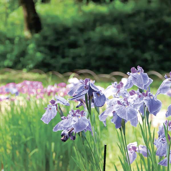 ハナショウブ写真