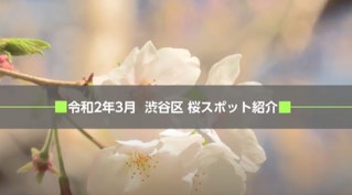 令和2年3月渋谷区桜スポット紹介動画画像
