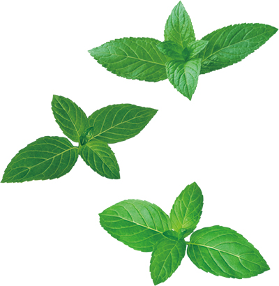ミントの葉のイラスト