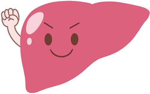 健康な肝臓のイメージイラスト