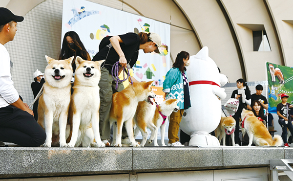 ステージに並ぶ秋田犬たち