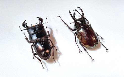 クワガタムシとカブトムシの標本の写真