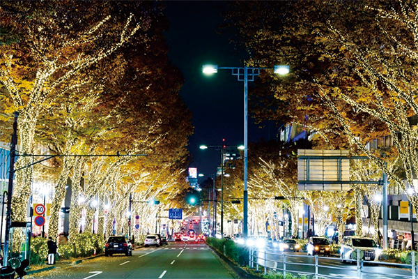 ライトアップされた表参道のケヤキ並木の様子