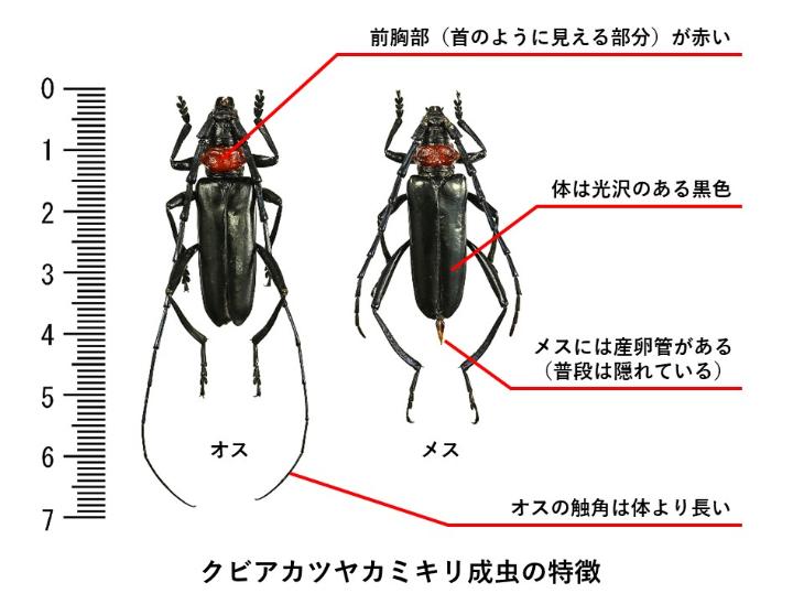 特定外来生物クビアカツヤカミキリについて | みどりの確保・緑化計画