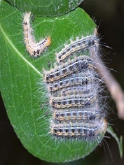 画像：チャドクガの幼虫が葉っぱの上に6匹並んでいる