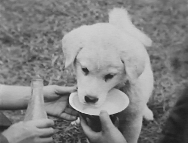 子犬のハチ公が飲み物を飲んでいる映画のワンシーン