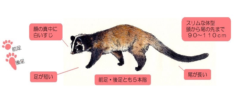 ハクビシンの特徴