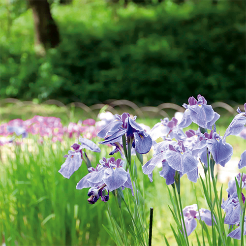 菖蒲の花が咲いている風景